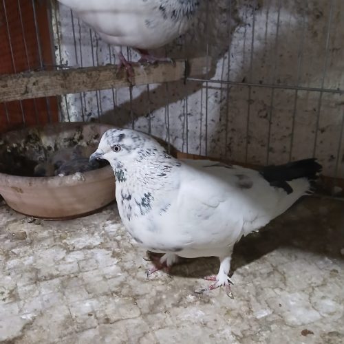 کبوتر تهرانی و دمگیر