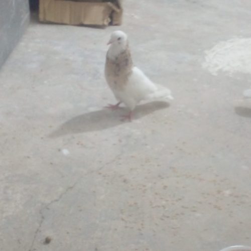 کفتر طوقی