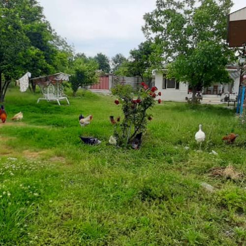 اجاره ویلا وکلبه واستخر مجد دارم