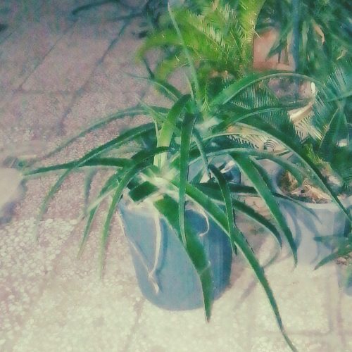 فروش گیاه آپارتمانی آلوئه ورا شاخه ای وگلدانی