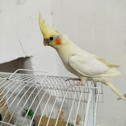 عروس هلندی نر 2ماه