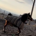 اسب مادیان و نریان