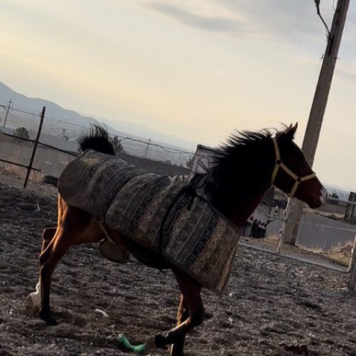 اسب مادیان و نریان