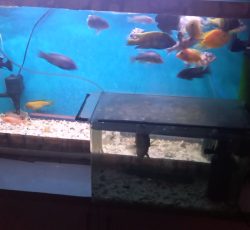 اکواریوم و زیراکواریوم