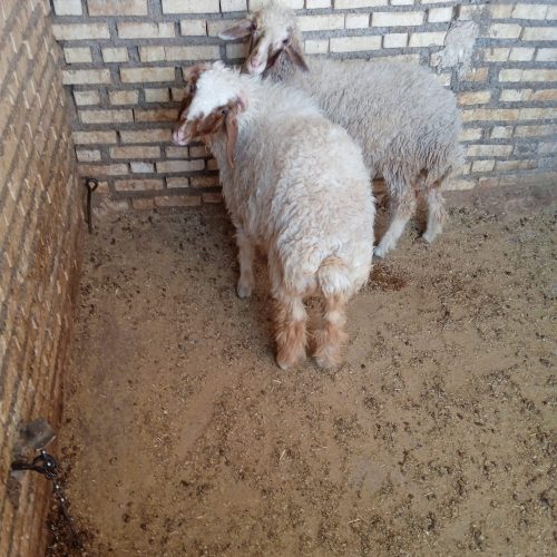 دوتا بره چاق چاق