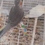 عروس 5 عدد جوجه دو ماه