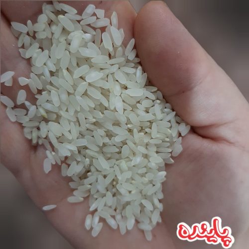 برنج کامفیروزی
