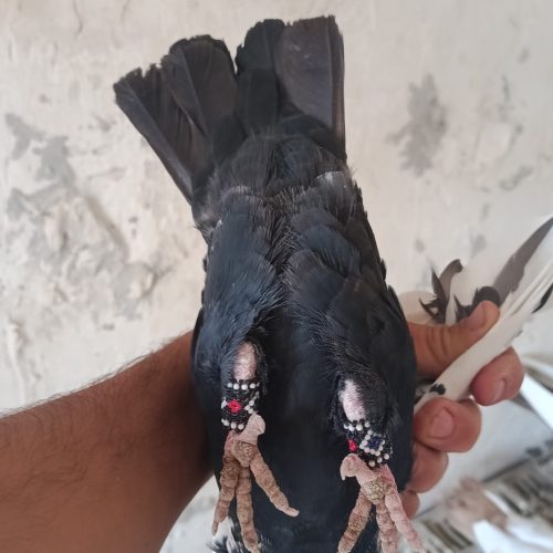 سینه .دم سیاه .یکت سفید ..