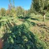 فروش یونجه چین سوم 200 پرس و چین چهارم 100 پرس