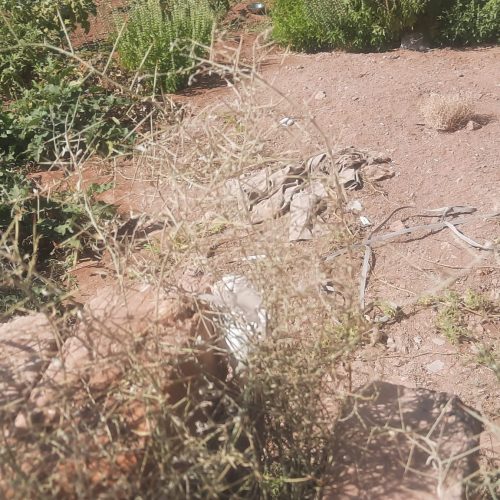 زمین 6و10قصب