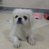 سگ نژاد پیکینیز امپریال