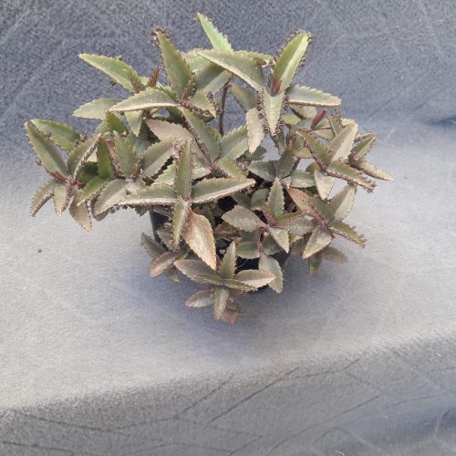 گلهای اپارتمانی