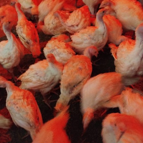 بوقلمون بیوتی