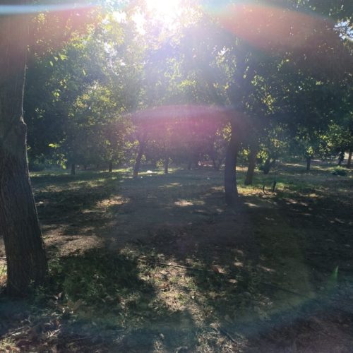 فروش صفاباغی برجاده اصلی