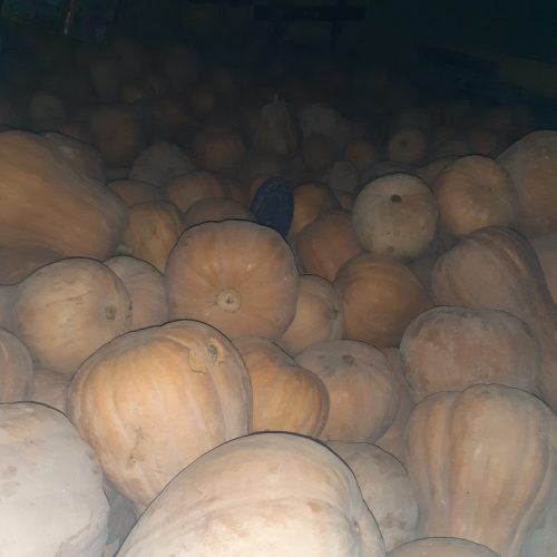 کدو حلوایی درجه یک