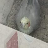 عروس پاریس دوجفت