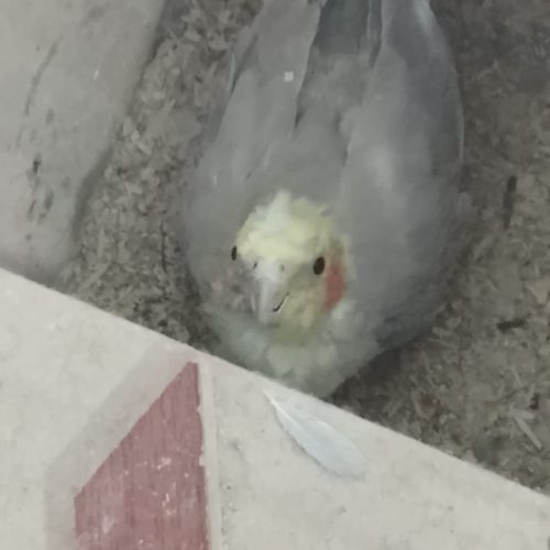 عروس پاریس دوجفت