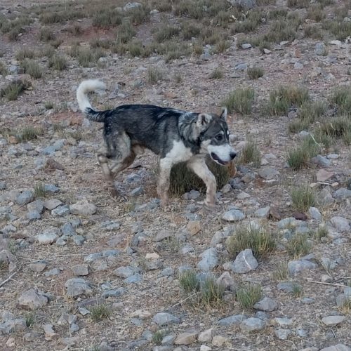 توله سرابی اصیل