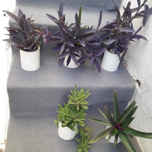 گلهای اپارتمانی