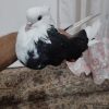 ابلق سیاه ماده