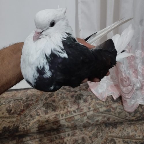 ابلق سیاه ماده
