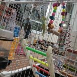 مرغ عشق سالم و خونگی