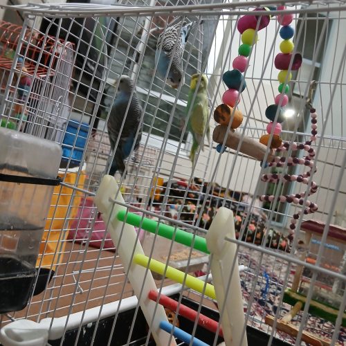 مرغ عشق سالم و خونگی