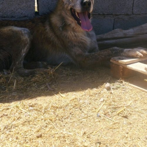 سگ افغان اصل