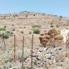 زمین مسکونی داخل طرح املش