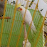 عروس هلندی