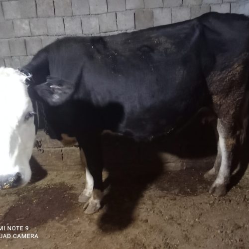 دو عدد گاو یکی سیمنتال و یکی هلندی هردو آبستن شده 3ماه‌آبستن‌