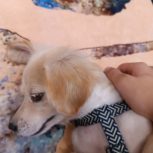 واگذاری سگ رایگان واکسن خورده
