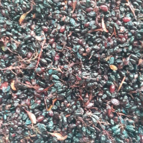 زرشک کوهی …زرک