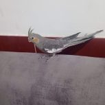 عروس هلندی سینامون