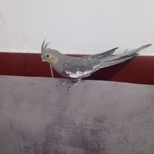 عروس هلندی سینامون