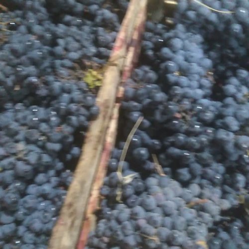 انگور دیم سردشت ذغالی