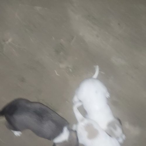 واگذاری پاکوتاه