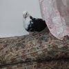 ابلق سیاه ماده