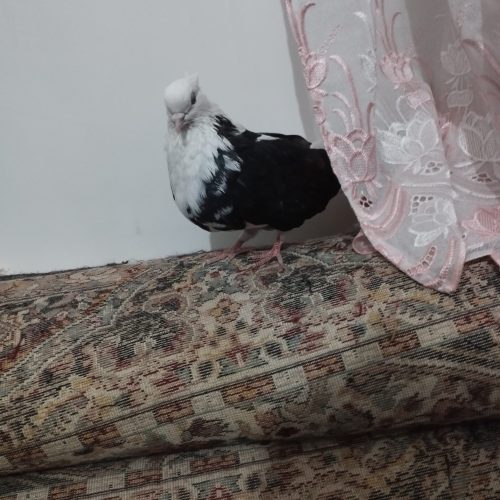 ابلق سیاه ماده