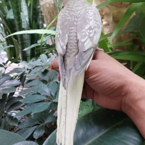 پرنده (عروس هلندی)