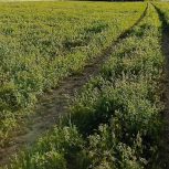 ۲ هکتار زمین برای کشت