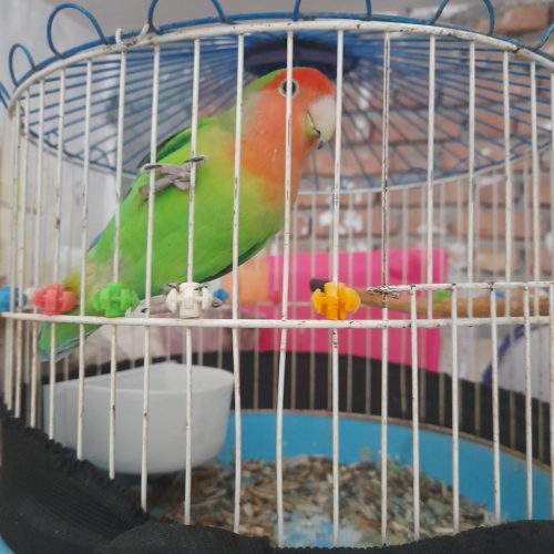 حیوان خانگی رام سموره