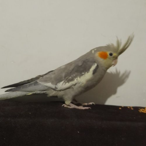 عروس هلندی سالم دستی زیر قیمت بازار