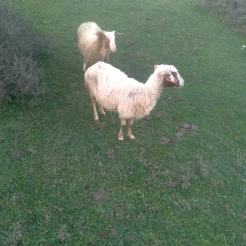 پنج رای گوسفند