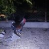 خروس زیبا و درشت