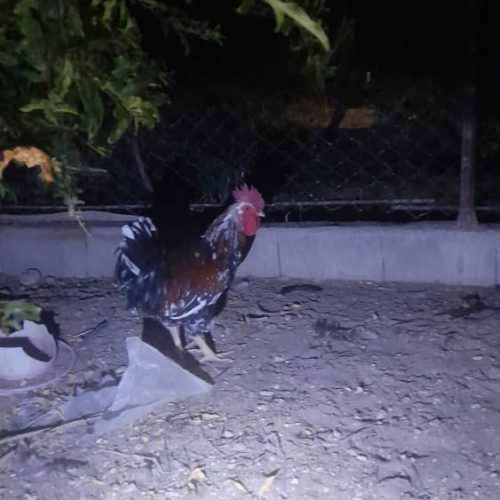 خروس زیبا و درشت