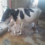 روستای راضی حمد