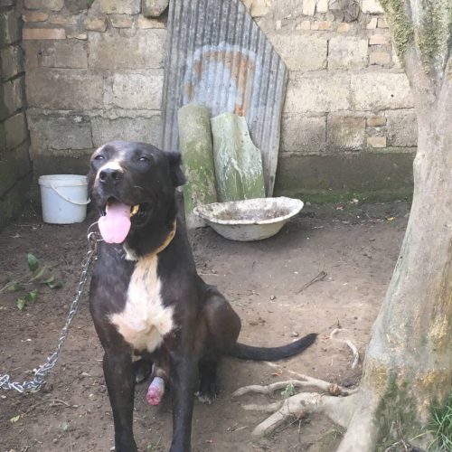 سگ سرابی 2سال نیم