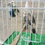 طوطی کوتوله