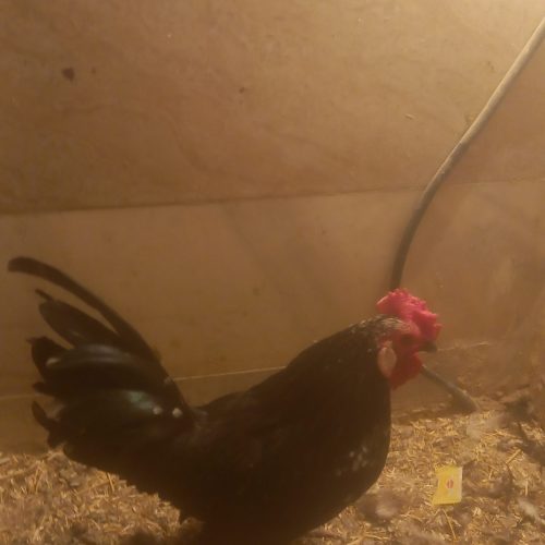 مرغ خروس میناتوری